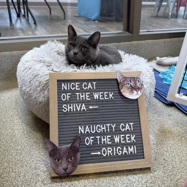 NICE CAT OF THE WEEK: SHIVA 👍️✔️⁠
Any cat that patiently undergoes medical treatment and becomes ready for adoption gets the biggest gold star sticker. And this week, that special cat is Shiva. ⭐️⁠
⁠
NAUGHTY CAT OF THE WEEK: ORIGAMI 👎️❌️⁠
Someone arrest this cat… For snoozing all day! 😴 How’s anyone supposed to get anything done here at Tree House, when we can see this cutie pie curled up in a fluffy bed?⁠
⁠
👉️ These two FeLV+* girls are ready to be adopted. Visit bit.ly/THHSAdopt (link in bio) to learn more about them!⁠
⁠
*Feline leukemia virus (FeLV) is a lifelong condition, but it doesn’t stop a cat from being a loving companion. With routine veterinary support, FeLV+ cats can enjoy many happy years with their families.