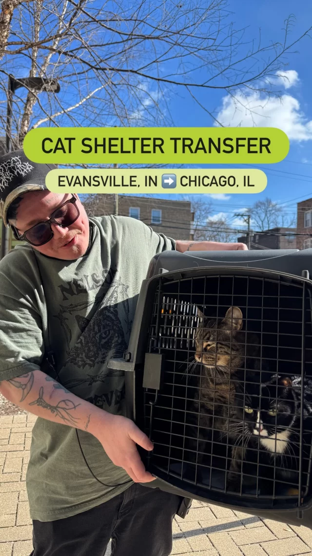 Thank you to the team from Vanderburgh Humane Society for partnering with us on this transfer and driving them all the way up to Chicago! 🚙

#TreeHouseCats #Cats #Animals #RoadTrip #Van @vhslifesaver
