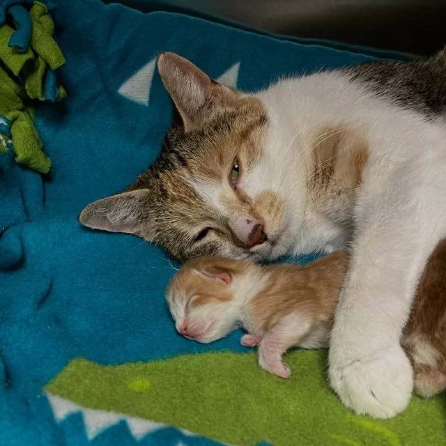 #KittenSeason is here! It may not be so obvious—with how quiet our kitten room is right now—because the kittens are actively arriving on our earth, opening their eyes, and learning to walk over the next several weeks. 😻

Meet Rosati and her entire crew of kittens: Lou, Malnati, Pequod, Pete’s, Dimo, & Bartoli. 🍕

Mama Rosati was a community cat in the West Pullman neighborhood, who started getting fed by a caretaker in November, upgraded her status from outdoor kitty to house cat when she moved inside in January, and delivered her litter of kittens in February! Just two days later, they joined the ranks of #TreeHouseCats, reminding us that many more kittens are on the way. 🫧

This team of pizza connoisseurs will be learning to meow, play, and beg for more kibble in their foster home until they’re ready for adoption. 🏡

#Kittens #Cute #Meow Chicago