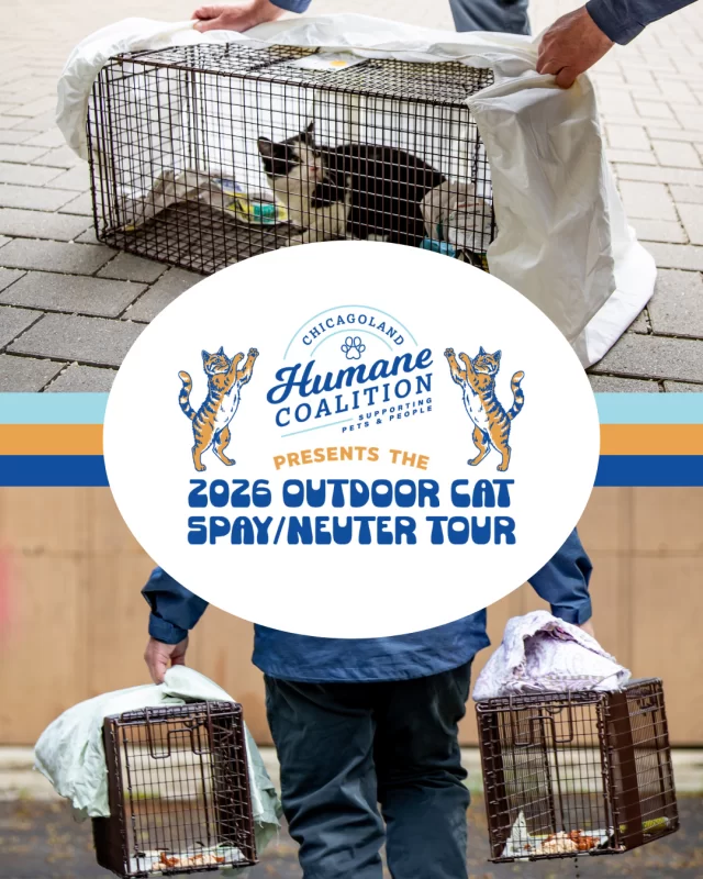 Rock your support for outdoor cats! 🎸😼⁠
⁠
Tree House Humane Society is proud to partner with the Chicagoland Humane Coalition to TNR—that’s Trap, Neuter, & Return—500 outdoor cats, just in time for #KittenSeason. To help make this feat possible, we’re selling merch for the 2026 Outdoor Cats Spay/Neuter Tour! 👕🤩⁠
⁠
We’ve got multiple shirt styles and colors available for you to choose from. 100% of proceeds from this campaign go to support our TNR efforts.⁠
⁠
🛒 bonfire.com/trap-neuter-return-repeat-2026 (link in bio)