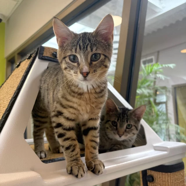Twenty-one #TreeHouseCats found their families last week! 🐾⁠
⁠
And here’s a little secret… #KittenSeason is officially underway. As the temperature rises, so does the cat population! 🌤️📈🐈️ So if you missed out on last week’s adoptions, don’t worry — we suspect there will be plenty of whiskered faces to meet in the coming weeks.⁠
⁠
Congratulations to these nine adult cats who started their #HappyEndingTails:⁠
🌊 Rio & Salam⁠
🥄 Spork⁠
☀️ Sol⁠
🐭 Squeaks⁠
🎩 Merton⁠
🧙 Hagrid⁠
🌺 Chisca⁠
🥬 Brussel Sprout⁠
⁠
And good luck to the 12 kittens who scampered off to loving homes:⁠
🎤 Nick Jonas & Kevin Jonas⁠
✨ Daniela & Sophia⁠
✨ Megan⁠
✨ Yoonchae⁠
✨ Manon⁠
✨ Lara Raj⁠
💘 Cherie⁠
💘 Amore⁠
💘 Habibi⁠
🐙 Octopus