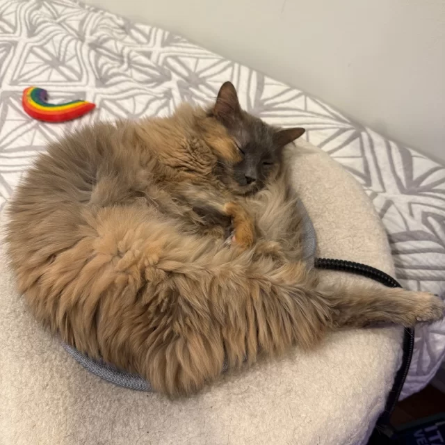 A picture-perfect happy ending for Nikon. 📸⁠
⁠
Just 20 minutes after arriving at her new home, she embarked on a mission to explore her new stomping grounds! From staking claim to the best lounging spots to diving into her toys, this senior girl is embracing her new life with all the enthusiasm of a young gal! 🤩⁠
⁠
“She’s such a sweet girl, and she’s already brought so much joy to our home in just a few days!” says her adopter. Nikon may be starting chapter 10, but we know a whole new journey awaits! 📚️