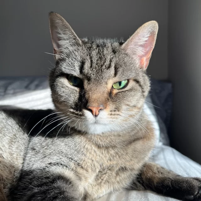 You may remember Shiva from her time in our Cat Café last year coffee 🐾⁠
⁠
While she was soaking up the café life, we noticed that too much playtime left this girl a little out of breath. So she made the move to a cozy foster home—much more her speed! Because she’s living with feline leukemia virus*, we’re keeping a little extra love and attention on her health.⁠
⁠
Her foster pawrent describes this gorgeous tabby as “curious, talkative, timid around strangers, but affectionate with those she knows well.” A gentle girl with a soft spot for her inner circle. 👑⁠
⁠
And what sparks Shiva’s curiosity?⁠
🥛 empty milk crates⁠
🐢 the resident turtle⁠
🐟 a Churu treat (obviously)⁠
⁠
Every day with Shiva is a reminder to slow down and savor the little things. She’s not asking for much—just a calm home, a kind human, and a few simple joys.⁠
⁠
Ready to open your heart to this sweetheart? 💕⁠
Read more at bit.ly/THHSAdopt (link in bio), and email adoption@treehouseanimals.org to schedule a Meet & Greet.⁠
⁠
*Feline leukemia virus (FeLV) is a lifelong condition, but it doesn’t stop a cat from being a loving companion. With routine veterinary support, FeLV+ cats can enjoy many happy years with their families.