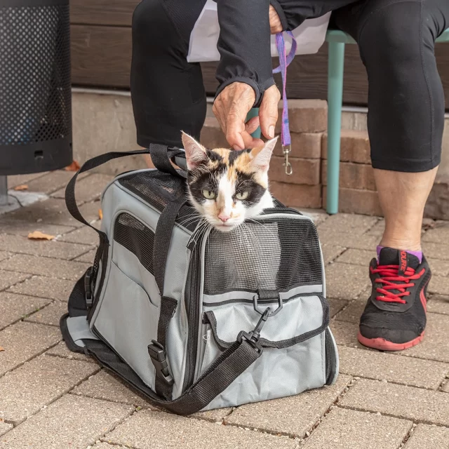 Some people have Snow White energy—just truly in tune with animals—and honestly? Those are our kind of people. 🐾🐱⁠
⁠
Volunteers on #TeamTreeHouse are united by one big thing: a love for cats and a willingness to jump in wherever they’re needed.⁠
⁠
🚗 Got “soccer mom” energy? We’re looking for morning heroes who can transport community cats (safely in humane TNVR traps) to their spay/neuter appointments. We see you with your coffee in one hand, steering wheel in the other.⁠
⁠
💕 Think you’re a matchmaker at heart? Become an adoption counselor and help create the love stories that change lives. More perfect matches = more cats saved.⁠
⁠
However you show up, there’s a place for you here.⁠
⁠
Our volunteer portal is open! Visit treehouseanimals.org/engage/volunteer (link in bio) to get started. Let’s do some good together. ✨