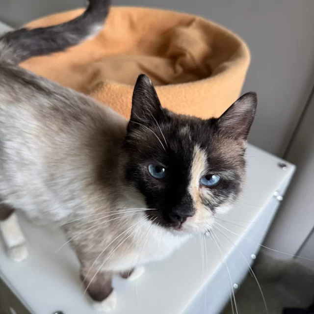 Twenty-five #TreeHouseCats were adopted last week, proving that with all the sunshine outside, families across Chicagoland were enchanted to make a trip to Tree House and take home a new fur baby ☀️🐾 May their new lives be full of adventure and love.⁠
⁠
Congratulations to the 15 adult cats who are now someone’s new baby:⁠
🐉 Iroh & Zuko⁠
🧸 Teddy⁠
🍼 Cradle⁠
💖 Bae⁠
🏙️ Dunning⁠
💃 Samba⁠
💘 Casanova⁠
🎩 Melvin⁠
⭐ Charlie⁠
🖤 Binx⁠
😄 Jimothy⁠
🌊 Undine⁠
🦎 Elizardbeth⁠
🍊 Sir Creamsicle⁠
⁠
And good luck to the 10 kittens starting their #HappyEndingTails:⁠
🌸 Aiko & Esme⁠
🌟 Luke & Wilde⁠
💌 Liebling⁠
🐟 Catfish⁠
👵 Nance⁠
🦊 Husk⁠
🧙 Rand⁠
🌀 The Slinkster