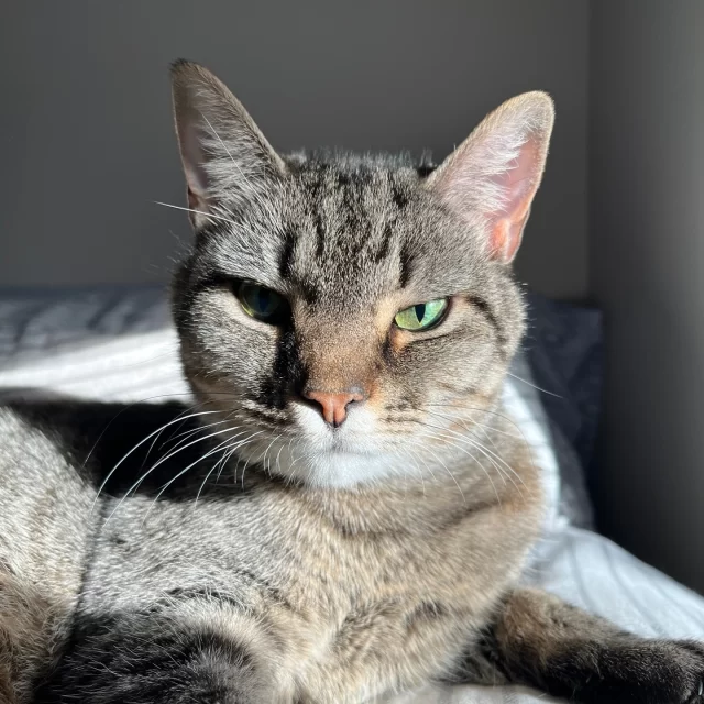 Do you go for a hotel or an Airbnb? 🏨🏠️❓️⁠
⁠
Hotels are the classic choice—predictable, familiar, easy. But some people love the comfort and quiet of an Airbnb, where you get a real home to settle into. Our Foster‑to‑Family #TreeHouseCats totally get that vibe.⁠
⁠
Shiva and Erickson are two adoptable kitties who are ready to meet you straight from their foster homes instead of our shelter. They’re every bit as sweet, curious, and loving as the cats hanging out on our adoption floor—just enjoying a different kind of “stay.” 🥰⁠
⁠
So before you take the usual route and walk into the shelter, take a peek at our Adoptable Animals page and get to know these two girls. 💻️ Sometimes the coziest stays (and the best cats!) are found in foster homes.⁠
⁠
➡️ Meet our adoptable cats (both in the shelter and foster homes): bit.ly/THHSAdopt (link in bio)