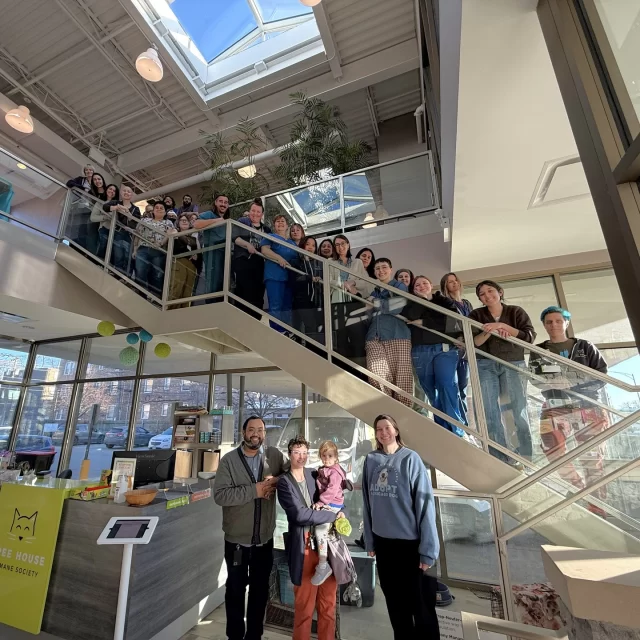 This #EmployeeAppreciationDay, we’re shining a light on the humans behind the whiskers—the staff who spend their days saving feline lives and showing up, again and again, for cats. 🧍‍♂️🐈️⁠
⁠
Step inside with us. 🚪⁠
⁠
In the main atrium, you’ll find warm conversations unfolding: team members offering guidance, reassurance, and real solutions to neighbors who want to help cats both inside and beyond our walls. In the medical wing, skilled hands and steady hearts provide everything from lifesaving treatment for #TreeHouseCats to preventative care and spay/neuter surgeries for Chicagoland pets. 🐾 Head upstairs, and you’ll see staff getting to know each adoptable cat’s quirks and charms, working to make matches that lead to #HappyEndingTails. Even the quiet click of keyboards plays a part—each email sent, each post shared, each detail logged helps move a cat one step closer to home. ⁠
⁠
Behind the cat in our logo is a team of humans whose compassion stretches from our shelter to the streets to living rooms across the neighborhood. Today (and every day), we’re so grateful for every member of #TeamTreeHouse who pours their heart into helping cats thrive. 💚🧡