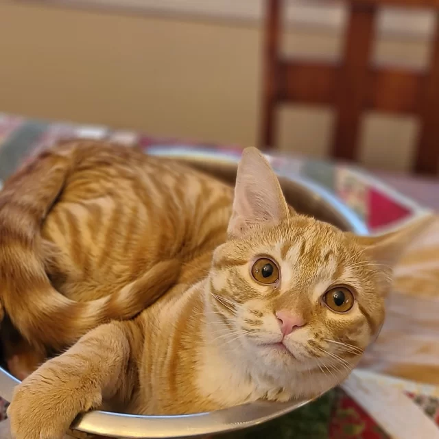 Chicago’s ready for some sunshine after all that rain, and luckily, she’s right here! ☀️ Sunny (formerly known as Cream Soda) totally lives up to her name. She’s sweet, playful, curious, and cuddly, and loves to watch the world outside from the warm windowsill of her new home.⁠
⁠
Thanks for brightening up our day, Sunny! 😍