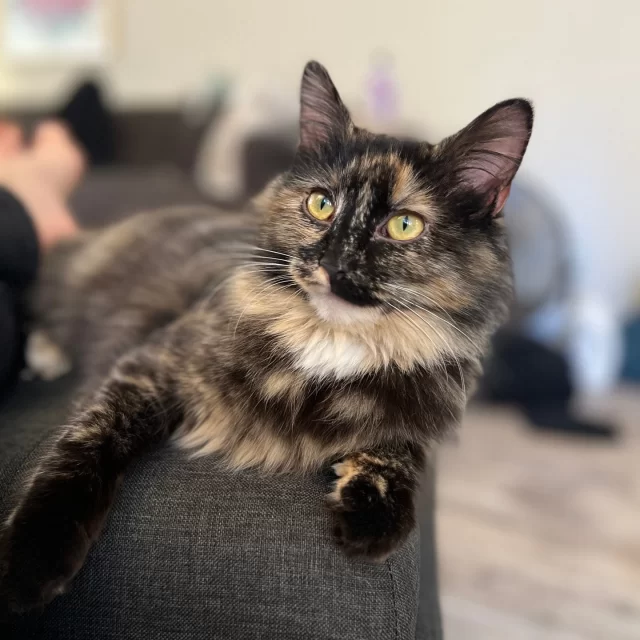 A lucky 13 #TreeHouseCats found their homes last week—we like to think they felt the first warm breeze of spring in their fur on the way there. 🌷⁠
⁠
We’re especially celebrating Cous Cous, our 17-year-old senior, who found love in the beautiful twilight years of her life. 💛⁠
⁠
Congratulations to these incredible cats as they begin their #HappyEndingTails:⁠
🐱 Fred & Harvey⁠
👑 Cous Cous*⁠
🚗 Hooptie*⁠
✨ Baronica*⁠
🌸 Calluna*⁠
🍫 Kahlua⁠
💗 Sweetie⁠
🌧️ Stormy⁠
🥚 Walrus Eggman⁠
🧸 Little Kevin⁠
🍳 Spatula⁠
🕊️ Albatross⁠
⁠
*These cats were adopted from their foster homes!