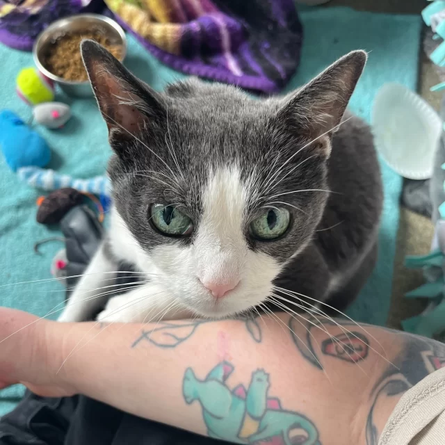 Honduras and Belize are finally available for adoption! 🥳⁠
⁠
This sweet senior #BetterTogether pair spent some time in foster while we sorted out a few tummy troubles. After plenty of rest, relaxation, and a gentle transition back to the shelter, they’re feeling much better—and ready to find a home of their own. 🏘️⁠
⁠
Personality-wise, these two have a dynamic that will make you smile. Honduras is the brave little scout, scouting the room to make sure everything is safe for his best friend. Belize prefers to hang back at first, taking a little time to decide if the humans are friend material. 🤔💭⁠
⁠
But here’s the funny part: the second Belize starts making friends, Honduras pops in like, “Actually, I was everyone’s favorite first.” Is he a bit of an attention hog? Maybe. A fiercely loyal best friend to Belize? Always.⁠
⁠
Together they’re the perfect balance of brave and bashful—and they’re ready to start their #HappyEndingTails in a loving home (preferably one with a steady tuna supply).⁠
⁠
👉️ Meet Honduras and Belize at bit.ly/THHSAdopt (link in bio)