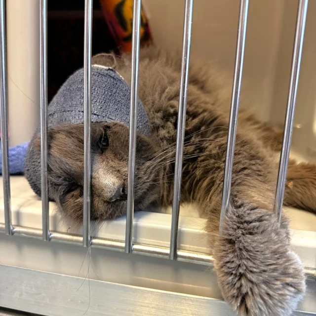 Why’s this fellow wearing bandages on his ears? 🤕⁠
⁠
Our shelter manager met Godfrey at Chicago Animal Care and Control: Though he looked rough around the edges with wounds and an FIV+ diagnosis to boot, he turned out to be a “big baby” who just wanted a softer life with love and pets! 🥺 Poor Godfrey had a painful ear infection that was so uncomfortable, we suspect he caused some self-inflicted wounds at the base of his ears (right where cats tend to scratch).⁠
⁠
This former stray was also dealing with entropion caused by Horner’s Syndrome, a condition that affects facial nerves. His eyelids drooped inward, causing his eyelashes to rub against his eyes and leading to repeated infections. Talk about a rough start. 🤒⁠
⁠
Once he arrived in our care, #TeamTreeHouse tackled several procedures at once:⁠
✔️ Entropion corrective eye surgery⁠
✔️ Neuter procedure⁠
✔️ Wound cleaning and treatment⁠
⁠
This brave boy is now resting in a foster home where he can finally relax, heal, and recover. 🐾