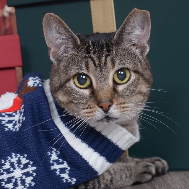 Remember Blairmont, the sweet cat with diabetes and a glucose monitoring port? She still goes by Blair, and she’s still keeping an eye on her blood sugar, but now with the comfort and love of a new family! 🧁👨‍👩‍👦⁠
⁠
In her new home, Blair loves being near her people, rolling upside down on hearted blankets, and food (because a little snack never hurt anyone!) She’s a playful, energetic girl who’s just as entertained by springs and ball toys as she is playing with the shower curtain. 🚿⁠
⁠
Blair recently earned the title of “big sister” when her pawrents adopted a young boy cat. While she was apprehensive at first, she couldn’t be more excited to have a playmate in the home! 😍⁠
⁠
We don’t need a glucose monitor to know that Blairmont is living the sweet life in her new home! 🍭⁠
⁠
➡️ We love reading your #HappyEndingTails! Want to share yours with us? Submit your adoption story at bit.ly/HappyEndingTails (link in bio)