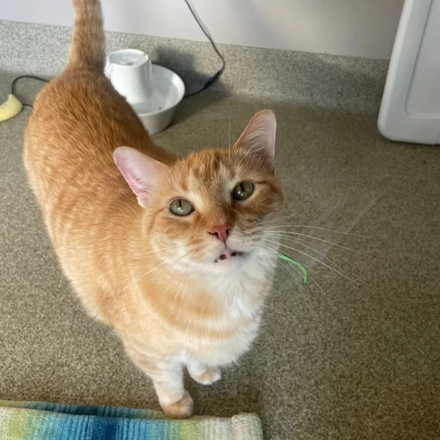 Do you believe cats have nine lives? ✨⁠
⁠
We know a little about Sandy’s past life—thanks to a form lovingly filled out by his previous caretaker. Our adoption counselors use those details to imagine what he might love in his next life… after adoption.⁠
⁠
Sandy has a few very reasonable preferences (don’t we all?):⁠
🐾 Paws: He’ll reach out and tap you all the time… but prefers his own paws to remain a touch-free zone. Fair’s fair.⁠
🐱 Animals: His favorite animal is himself. And you. (Humans count.)⁠
🍗 Treats: The way to his heart—lick mats with wet food, crunchy treats, and snack-powered trick training.⁠
🪑 Chairs: If Sandy is sitting in a chair… it’s officially Sandy’s chair.⁠
⁠
If you’re looking for a cat with personality, opinions, and a soft spot for treats, Sandy might just be ready to start his next life with you.⁠
⁠
🔗 Meet Sandy at bit.ly/THHSAdopt (link in bio) and start his next life in your home.