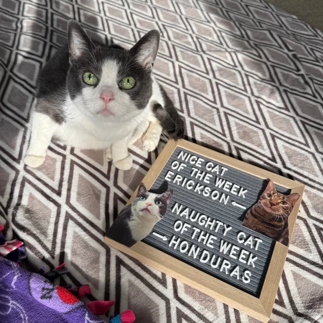 NICE CAT OF THE WEEK: ERICKSON ✔️👍️⁠
Erickson’s like your favorite socially awkward TV show character… Like Sheldon Cooper. 🤭 One moment she’s hiding under the bed, and the next she’s tearing down the hallway of her foster home with her feline friend, Will!⁠
⁠
NAUGHTY CAT OF THE WEEK: HONDURAS ❌️👎️⁠
Honduras got into the catnip last week… And he started giving us weird looks. 👁️👄👁️ But those weird looks allowed us to capture how gorgeous his eyes are! ⁠
⁠
👉️ These cats are available for adoption. Visit bit.ly/THHSAdopt (link in bio) to meet them!