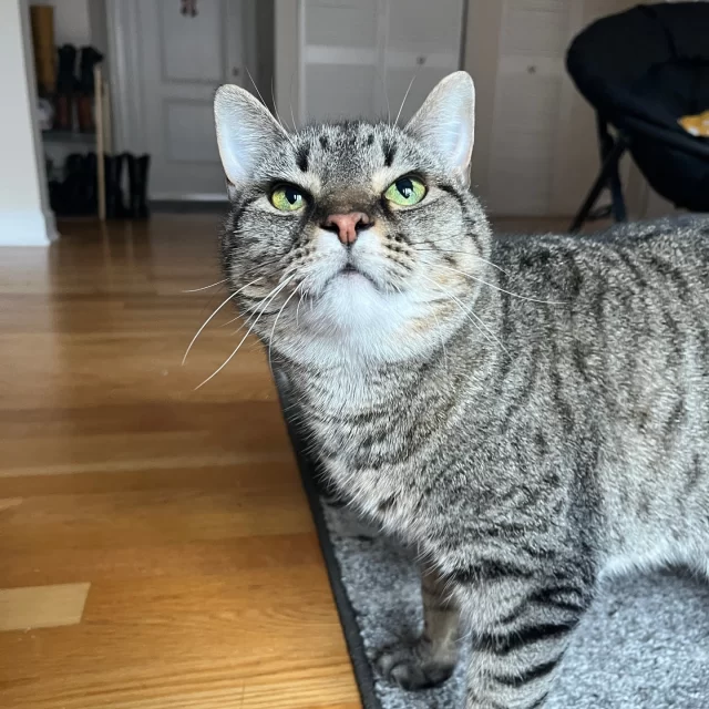 What’s a FeLV+ cat? A Furry, Excited, Loving, Valuable, Positive cat. 😉⁠
⁠
Okay, we’re kind of kidding—but those traits definitely fit our FeLV+ crew. The acronym actually stands for feline leukemia virus, a lifelong condition that affects a cat’s immune system. With routine veterinary care and a loving home, FeLV+ cats can still enjoy many happy years as wonderful companions. 💕⁠
⁠
Ready to meet them?⁠
Lacie, Origami, Shiva, Dexter, Koi, and Cranberry are all looking for homes—and they’ve been getting along with one another! That means you could adopt one… or even two (or more). Just ask our adoption counselors about their friendships. 🐾⁠
⁠
🔗 Meet our FeLV+ cats at bit.ly/THHSAdopt (link in bio).