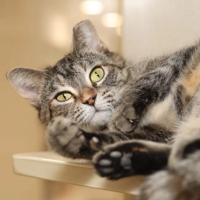 Thirteen #TreeHouseCats were adopted the same week Chicago dyed the river green for St. Paddy’s! Who could call this number unlucky—especially when our snuggly senior kitty Chris P Bacon began her new chapter? 🍀⁠
⁠
Congrats to all our feline furriends on their #HappyEndingTails:⁠
🥓 Chris P Bacon — who, we’re told, is a “stage 5 clinger” at home already⁠
🐦 Kingfisher⁠
🌸 Ashka⁠
🥄 Ladle⁠
🖤 Sable⁠
🚉 Dempster⁠
🇮🇹 Gatto Bello — adopted by our very own Dr. P!⁠
🌄 Sundance⁠
🍡 Kuzumochi⁠
🦴 Fossil⁠
❄️ Noelle⁠
⚔️ Kitana⁠
💘 Be Mine