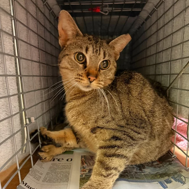 We hit the road last week with the Chicagoland Humane Coalition for the 2026 Outdoor Cat Spay/Neuter Tour—eight stops, one mission, all heart. The tour rolled through Chicagoland, as far north as Wheeling and as far west as Wheaton, making a serious impact.⁠
⁠
When the final numbers came in? Let’s just say… this tour sold out.⁠
🎸 429 outdoor cats TNVR’d (trapped, neutered, vaccinated, returned)⁠
🎸 54 pet cats spayed/neutered⁠
🎸 483 total cats heading home healthier than ever, at free or discounted rates⁠
⁠
At Tree House, our Veterinary Wellness Center provided care for 81 of those outdoor cats and 27 owned pets—one very busy stop on the lineup.⁠
⁠
Huge thanks to everyone who showed up, pitched in, and made this tour one for the books. There’s still time to support: treehouseanimals.org/outdoorcats (link in bio)