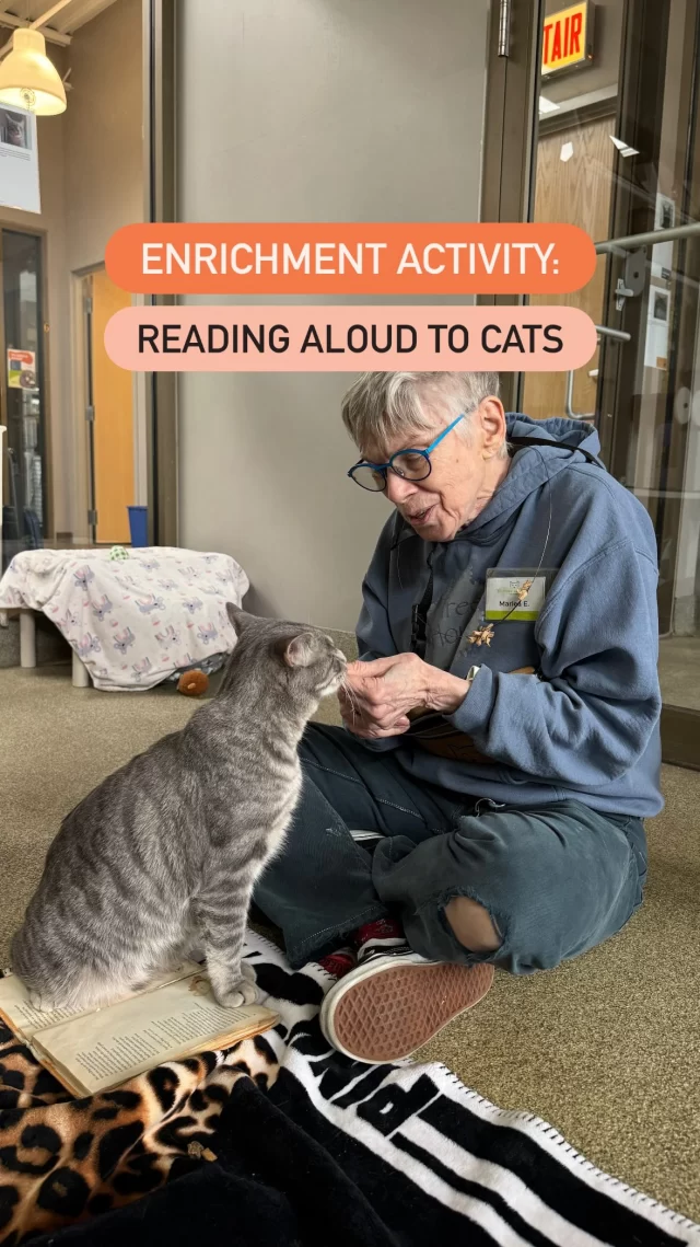 Think bedtime stories are just for kids? Think again—cats love them too! 📚🐾

Enrichment keeps kitty brains buzzing, and reading aloud (plus a few treats 😉) is a purr-fect way to do it. Dempster was all ears while Marlea, a volunteer of 14 years, read “The Naming of Cats” by T.S. Eliot… and yes, he also loved the snacks. 

#TreeHouseCats #Enrichment #Reading #Poetry #Books