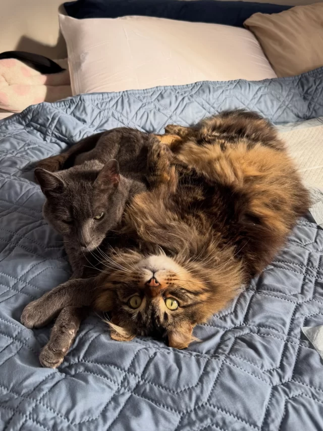 MOONIE UPDATE! 🌙

How’s Moonshine doing with his FIP treatment?
Moonie—one of our former café cats—has been receiving treatment for FIP (feline infectious peritonitis). Once considered fatal, this disease now has a groundbreaking treatment… but it’s a long one: 84 days.

For Moonie, our #VetMed staff has extended that timeline due to ongoing incontinence. Alongside FIP, he’s also living with FeLV (feline leukemia virus) and FIV (feline immunodeficiency virus), which can weaken his immune system and make it harder to pinpoint exactly what’s causing the issue.

His foster, Tali, joked that her apartment is currently “Pee Pad City.” 😅 But through it all, Moonie is cuddly, sweet, and super playful—a huge shift from the lethargy he showed before starting treatment. 💛

Our team is continuing to explore possible causes and treatments, but with multiple underlying conditions, it may take time—and we may not have all the answers. What we do know is that Moonie is loved and living his days with comfort and joy in foster.

While we wait for more clarity, enjoy these adorable photos of Moonie in his foster home—and don’t miss the video of him playing!