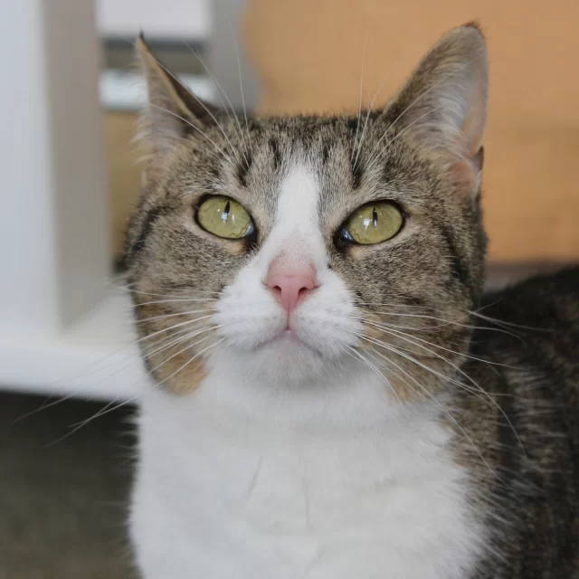 Twelve #TreeHouseCats were adopted last week—including three at POP Cats! We loved being an adoption partner at this pawsome convention. Congrats to all the kitties starting their #HappyEndingTails:⁠
🐾 Melo & Mopsy⁠
⚡ Electric Eel⁠
💌 Je Taime⁠
👑 Godfrey⁠
🌸 Prudence⁠
🎃 Halloween*⁠
🎶 SZA⁠
💥 Havoc*⁠
🧸 Bubba⁠
🕊️ Stork*⁠
🎤 Lyric⁠
⁠
*Adopted at POP Cats