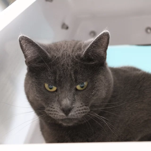 Is that… an RBF? 🤔⁠
⁠
Origami served up some serious angry eyes for a volunteer photographer. It was quite the contrast compared to her usual sweet demeanor. Swipe to see how she usually looks! 🥰⁠
⁠
We’ve got three guesses on Origami’s new look:⁠
1️⃣ She’s going for an edgy rebrand.⁠
2️⃣ She’s taking acting classes at our shelter. We didn’t know we offered them.⁠
3️⃣ She’s tired of people treating FeLV+* cats like fragile babies, and wants us to know they can be rough and tough.⁠
⁠
Either way, we hope her new headshot caught your attention, because Origami’s available for adoption.⁠
⁠
➡️ bit.ly/THHSAdopt (link in bio)⁠
⁠
*Feline leukemia virus (FeLV) is a lifelong condition, but it doesn’t stop a cat from being a loving companion. With routine veterinary support, FeLV+ cats can enjoy many happy years with their families.