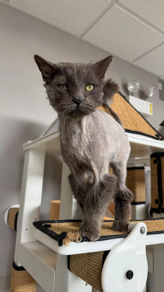 That rough chapter is behind Godfrey now. He’s finally found a loving home, just in time for his Happy Ending. #TreeHouseCats #HappyEndingTails #Cats #Stray #Meow