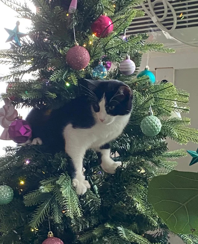 Sometimes, we take “once a Tree House cat, always a Tree House cat” to the next level! 👾⁠
⁠
This week’s #HappyEndingTail features a human and feline member of #TeamTreeHouse. Danielle, Shelter Manager, adopted Jack (formerly known as King Jr. Meal) last fall. Tree House had brought Jack and many more cats to the Chicagoland Humane Coalition’s Super Adoption Saturday event, where he found a happy home not too far from his shelter beginnings. 🐾⁠
⁠
“Jack is a lovely addition to our family!” says Danielle. He brings the energy and fun into every day, fitting in easily with the big dog and small toddler who also love to play around the house. The perfect mix of snuggly and mischievous, Jack loves a lap to cuddle on or a shelf to perch on.⁠
⁠
They may say, “Leave work at work,” but sometimes, it comes home with our team (and honestly, can you blame us?) 😍⁠
⁠
📥️ We love reading your #HappyEndingTails! Want to share yours with us? Submit your adoption story at bit.ly/HappyEndingTails (link in bio)⁠
⁠