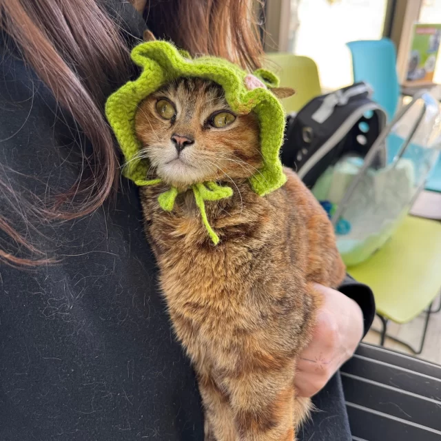 If you’ve ever wanted to wear a kitty like a baby, now’s your chance. 👶⁠
⁠
Fink has a motor disability called cerebellar hypoplasia*, but she’s such a social gal who wants to be with you 24/7. 🥰 She’s the purrfect kitty for a household with lots happening around her. Fink loves listening to the conversation and music in the room, pawing at feline and canine siblings for playtime, and getting offered treats by doting family members. 👨‍👩‍👦⁠
⁠
Interested in learning more about Fink?⁠
📩 Email adoption@treehouseanimals.org or visit bit.ly/THHSAdopt (link in bio)⁠
⁠
*Cerebellar hypoplasia (CH) is a lifelong congenital motor disability. While it affects coordination and balance, it isn’t painful. With routine veterinary care and simple at-home accommodations, cats with CH can live full, happy lives with their families.
