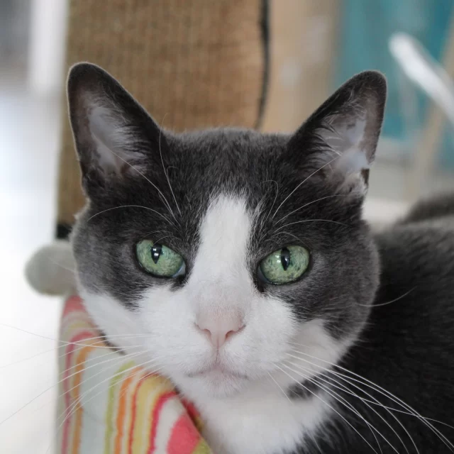 Toothache—be gone! 🦷✨⁠
⁠
Ever had a toothache that wrecked your whole vibe? Now imagine just… living with it. 🤕⁠
⁠
Belize and Honduras were dealing with dental disease—specifically tooth resorptions (AKA “cat cavities”)—that were causing some serious discomfort. Not an emergency, but definitely not fun. 😵⁠
⁠
Thanks to our shelter vet staff, they got the care they needed right in our clinic. The problem teeth? Gone. The future cost to adopters? Gone, too. It’s one way we’re removing barriers and making matches based on personality—not finances. ⁠
⁠
Now these two are feeling better, brighter, and ready for their next chapter—with a family to call their own. Think that could be you? 👨‍👩‍👦⁠
⁠
🔗 Meet them at bit.ly/THHSAdopt (link in bio)