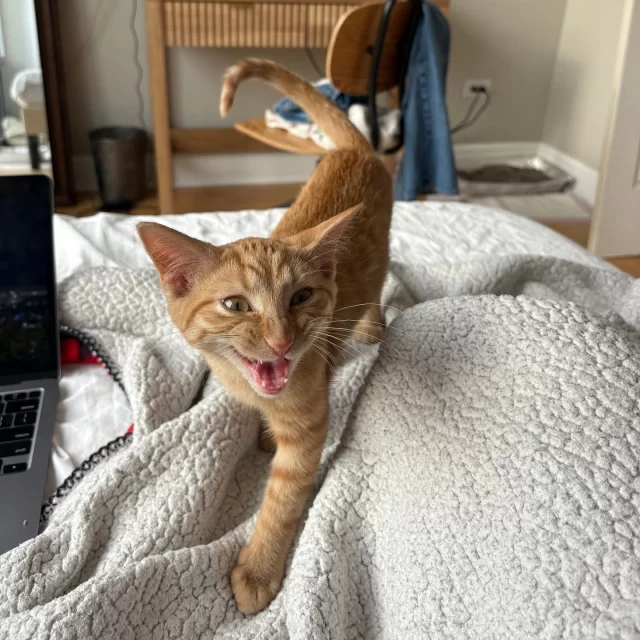 Happy April! 🌸 No April Fools here—just the real deal: 14 #TreeHouseCats found their homes last week 🏡💛⁠
⁠
✨ Nick Jonas & Kevin Jonas⁠
🧀 Cheese Nip & Cheez It⁠
🎤 Eric Andre 3000⁠
🛌 Pawjamas⁠
🎶 New Sensation⁠
❄️ Pirja⁠
🥁 Marimba⁠
👖 Parachute Pants⁠
⭐ Altair⁠
🌿 Jed⁠
🤝 Loyalty⁠
🌼 Rae⁠
⁠
Here’s to their #HappyEndingTails (and even happier beginnings). 🐾