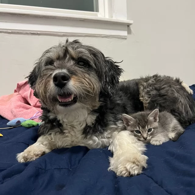 Cats vs. dogs? …or cats with dogs? 👀🐾

Coconut is the ultimate big sibling to her foster kittens, Half Fried Chicken and Side of Gravy (yes, really 😂). From playtime to nap time, she’s showing them the ropes—and proving that mixed-species households can totally work.

If you’ve ever thought fostering wasn’t an option because you have pets at home, consider this your sign. Some of our cats thrive with other animals—and it’s a huge win for future adopters to know they’ve already made a dog friend. 🐶🐱

Curious about fostering? Visit treehouseanimals.org/engage/volunteer/foster/ to learn more (link in bio)

#Kittens #Dogs #Foster #Chicago