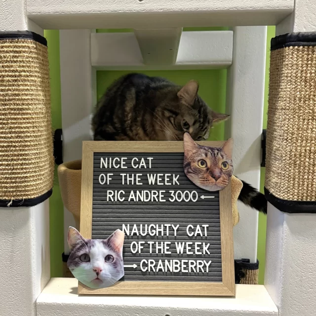 NICE CAT OF THE WEEK: ERIC ANDRE 3000 ✔️👍️⁠
This guy… Is so nice. Someone come up to our adoption floor and feel his soft fur. Look at him.⁠
⁠
NAUGHTY CAT OF THE WEEK: CRANBERRY ❌️👎️⁠
We think this kitty’s evading the authorities—because why else would he be hiding under the blankie? (Just kidding, we know he’s a little shy.)⁠
⁠
🔗 These guys are both adoptable. Meet them at bit.ly/THHSAdopt (link in bio)