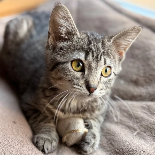 Seventeen #TreeHouseCats were adopted last week! And six of them went home in pairs—meaning a built-in best friend for the journey ahead. 🐾⁠
⁠
Good luck to these cats as they begin their #HappyEndingTails:⁠
💫 Hera & Morrigan⁠
🦅 Vulture & Pheasant⁠
🍓 Fruity & Feisty⁠
🎶 Elevator Music⁠
🌿 Rue⁠
🧭 Navi⁠
✨ Aurelia⁠
🍷 Delawine⁠
🔥 Magmar⁠
🐭 Squeaks⁠
🤿 Scuba⁠
🎩 Luther⁠
🌟 Tipper⁠
🎩 Houdini