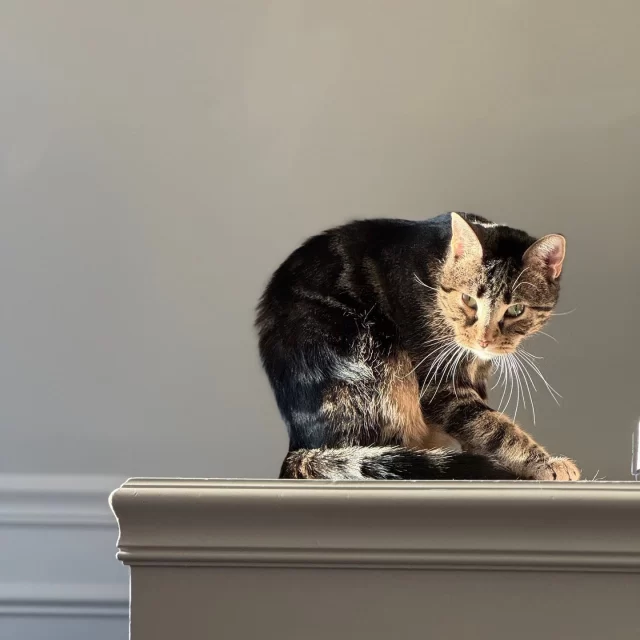 Erickson is a shy girl in her foster home—but there’s more to her than meets the eye:⁠
✔️ A little sassy. A little bossy.⁠
✔️ Socially awkward (same), still figuring out how to ask for what she wants.⁠
✔️ And yes… please don’t mess with her food 😅⁠
⁠
Some days she’s tucked under the bed, recharging. Other days, she’s out with the family, just vibing. It all depends on how she’s feeling—and she’s allowed that.⁠
⁠
If you see a bit of yourself in Erickson, you might just be her person. She’s waiting to meet a patient, understanding adopter who gets her. 💛⁠
⁠
🔗 Meet Erickson: bit.ly/THHSAdopt (link in bio)