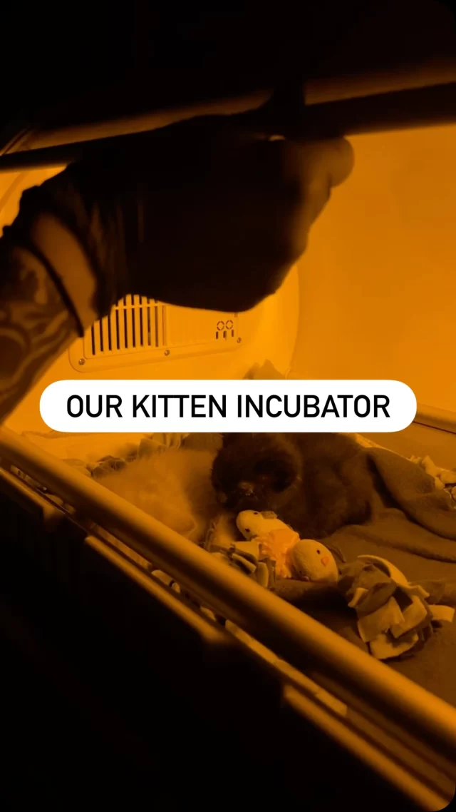 You might be geeking out over a new game…
we’re geeking out over a kitten incubator 🐱💻

Thanks to our incredible community, our #VetMed team just leveled up kitten care—right in time for #KittenSeason.

This incubator creates a temperature- and humidity-controlled space to support orphaned, premature, and medically fragile kittens.

Apple Juice and Orange Juice were the first to try it out 🧃 They’re being treated for upper respiratory infections and already benefiting from the extra support.

In the past, we’d DIY an incubator with a carrier, plexi, and a lot of tape—plus round-the-clock monitoring to keep things safe. Now, we can do it all more efficiently (and with way more peace of mind).

Upgrade complete. Lives saved. 💙

#TreeHouseCats #Kittens #Unboxing Tech