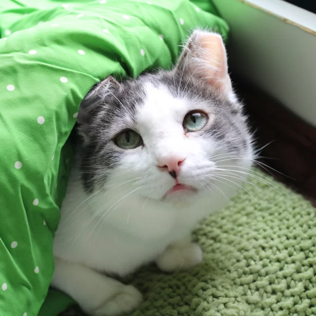 If you stop by our Cat Café Lounge and can’t find a certain gray-and-white kitty… try checking under the big blanket by the window 👀⁠
⁠
Cranberry’s secretly THE biggest snuggler. If he’s not greeting you at the door, he’s probably tucked under his cozy blanket warming up—or cuddled up with his bestie Dexter (the black kitty) 🐾⁠
⁠
All of our café cats are FeLV+ and absolutely adoptable. Come meet them, hang out, and fall in love with one… or a few 💕⁠
⁠
Meet Cranberry and his friends at bit.ly/THHSAdopt (link in bio)