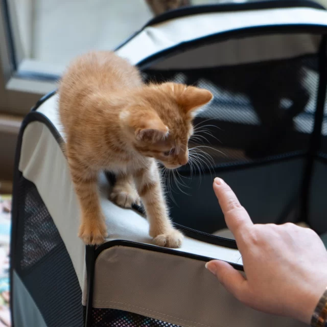 YOU’RE INVITED… to our Kitten Shower! 🐱🍼⁠
⁠
📅 Saturday, May 9⁠
⏰ 10AM–1PM⁠
📍 Tree House Humane Society (Community Room)⁠
7225 N. Western Ave., Chicago⁠
⁠
It’s raining… it’s pouring… kittens! ☔🐾⁠
Join us for a baby shower–style celebration (think bottles, pastels, and the cutest games ever) to welcome the hundreds of tiny kittens who arrive as the weather warms up.⁠
⁠
Our smallest newcomers need the most love—foster homes, medical care, cozy supplies, and a whole lot of community support 💛⁠
⁠
Come celebrate, learn how to help, and make a real difference for these itty-bitty lives!⁠
⁠
🎟️ Register: treehouseanimals.org/2026KittenShower (link in bio)