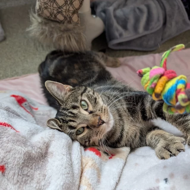 The votes are in, and Erickson has been named “Most Likely to Stop, Flop, and Roll on the Carpet!” 🤩⁠
⁠
When Erickson was found on the streets of Chicago, this shy 2-year-old cat was very afraid of people. With the help of her attentive Tree House Humane Society foster, she’s learning how to trust humans and come out of her shell.⁠
⁠
Your support provided Erickson with life-changing medical care, devoted attention, and everything else she needed to become her true silly lovebug self.⁠
⁠
Today, Erickson is thoroughly enjoying her new life as a house cat. She can’t wait for her chance to charm her very own loving family. More cats and kittens are waiting for their chance to thrive, like Jellianne Toe Beans, who’s “Most Likely to Play Hide and Seek,” and Sandy, who’s “Most Likely to Have a Deep Meowing Conversation.” 😎⁠
⁠
If you had a superlative, it would be “Most Likely to Change Lives.” Send your gift to help the next cat in need today.⁠
⁠
👉️ treehouseanimals.org/April (link in bio)