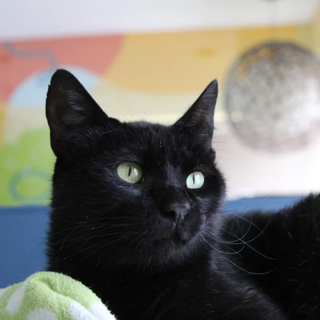 Four #TreeHouseCats were adopted last week, including FeLV+* cafe kitty Dexter! We wish these special cats good luck on their #HappyEndingTails:⁠
👨‍🔬 Dexter⁠
💬 Oxford Comma⁠
☀️ Circe⁠
😵 Flusterspin⁠
⁠
*Feline leukemia virus (FeLV) is a lifelong condition, but it doesn’t stop a cat from being a loving companion. With routine veterinary support, FeLV+ cats can enjoy many happy years with their families.