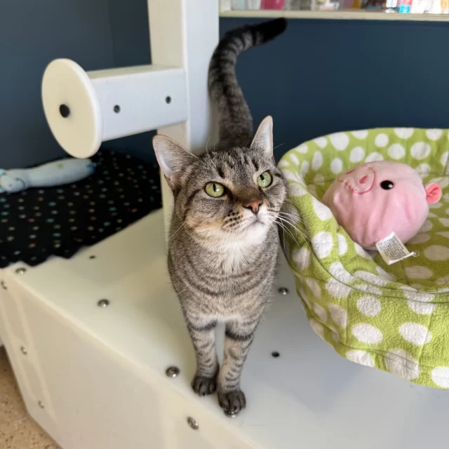 We’re saddened to share Shiva’s passing. 💔🌈⁠
⁠
Shiva first came to Tree House in 2022 and was quickly adopted into a loving home. She returned to us in March 2025 when her family experienced housing instability.⁠
⁠
Living with the feline leukemia virus (FeLV), Shiva became a beloved café cat—soaking up sunshine, greeting visitors, and spending time with her fellow FeLV+ friends. When we noticed she tired more easily, she transitioned to a foster home where she could rest and play at her own pace.⁠
⁠
Last December, Shiva was diagnosed with congestive heart failure: Our team proceeded carefully with treatment of her complex health issues, making sure she was comfortable and happy. However, earlier this month, she developed fluid buildup that made breathing difficult, and we made the compassionate decision to let her go.⁠
⁠
Shiva passed peacefully in the arms of her foster family.⁠
⁠
Her foster described her as “curious, talkative, timid around strangers, but deeply affectionate with those she trusted.” She was a gentle girl with a soft spot for her inner circle, and she will be deeply missed.⁠
⁠
Thank you to her foster family and everyone who loved Shiva during her lifetime—we’re so grateful she knew that love. 🧡💚