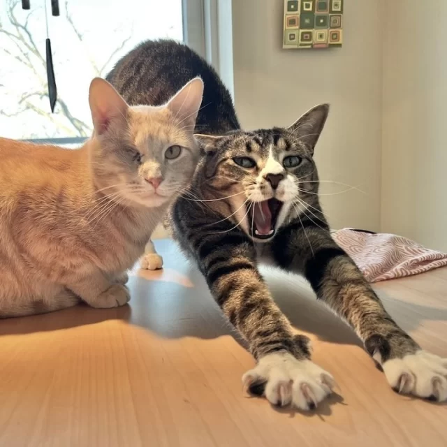 From shelter strangers to loving brothers. 💞⁠
⁠
After being adopted together, Snickerdoodle and Sauce (formerly known as Bongos and Sauce Boss) arrived in their new home with confidence and spirit, quickly settling into their regular routines and happy family.⁠
⁠
Snickerdoodle, AKA Snick, likes to nuzzle on the bath mat after showertime and stretches out between legs for cuddle time. Sauce (whose shelter name fit his personality so well that it didn’t need changing!) loves to join in on the snuggle time, preferring to nestle his muzzle in an armpit.⁠
⁠
“It feels like a community here,” say the boys' pawrents. “I watch out for them, and they watch out for me.” 👨‍👩‍👦‍👦⁠
⁠
We love reading your #HappyEndingTails! Want to share yours with us? Submit your adoption story at bit.ly/HappyEndingTails (link in bio)