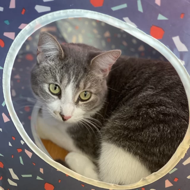 From her foster home to her new happy home, Moon has always brought the energy, affection, and chatter to the family. 💬💓⁠
⁠
Formerly known as Precious, she loves her routine, complete with play time, rich conversation, zoomies around the home, and naps in the laundry basket. “She’s brought love and connection in our home, helping us be more present and open with each other,” says Moon’s new family. 🥺 In fact, Moon’s love spans generations, as she’s great company to her “grandma” when mom is at work or on trips. ⁠
⁠
Before finding her happy home, Moon spent several months with a foster, who helped build her trust in humans and get to know her preferred lifestyle. Our Foster-to-Family adoption program helps cats like Moon transition from one home to the next without the extra shelter pitstop. 🥰⁠
⁠
📥️ Many cats like Moon are ready to make their move from foster home to family home. To set up a virtual meet-and-greet with a cat in a foster home (as listed on our Adoptable Cats page), email adoption@treehouseanimals.org!