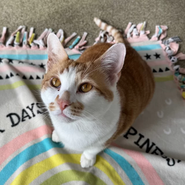 Twenty #TreeHouseCats found their way home last week—including 26-lb legend IGGY! We have a sneaking suspicion his five minutes of fame on FOX32 gave him (and his friends) a little extra spotlight ✨⁠
⁠
The best part? Every single one of these adoptees was an adult cat waiting patiently for their second chance—and they got it. We love a happy ending like this 🧡⁠
⁠
Congratulations to these kitties on their #HappyEndingTails:⁠
🐱 Orange & Dough⁠
🌼 Willa & Arlinda⁠
🧡 Iggy⁠
🧣 Bandana⁠
🎩 Smitty Delio⁠
👑 Opurr Winfurry⁠
⚔️ Sephiroth⁠
🔮 Bobbidi⁠
👻 Boo⁠
🌸 Blythe⁠
🐴 Donkey⁠
🔥 Redgold⁠
🍀 Colm⁠
💤 Snorlax⁠
💖 Belinda⁠
🍑 Georgia⁠
🍂 Fall Harvey⁠
🤠 Colter