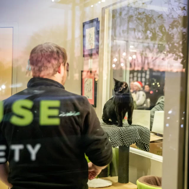 Pouncing on the opportunity to work with your favorite feline friends just got real! 😻 Join the Tree House team, where your passion for cats pairs with purpose. From snuggles to success, we have a spot for you. Apply now and turn your love for cats into a career that makes a difference. 🌟⁠
⁠
We’re looking for the following:⁠
✨Community Cats Coordinator⁠
✨ Admissions Coordinator⁠
✨ Veterinary Assistant II⁠
✨ Surgical Spay/Neuter Veterinarian (Temp.)⁠
⁠
🔗 Check out these job openings: treehouseanimals.org/job-openings (link in bio)