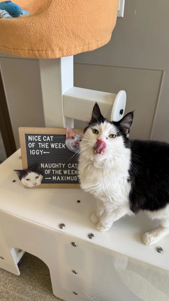 NICE CAT OF THE WEEK: IGGY ✅👍
Did you see this TV star on @fox32chicago last week?!

NAUGHTY CAT OF THE WEEK: MAXIMUS ❌👎
Why labeled naughty? Because his face is devilishly handsome!

#TreeHouseCats #Nice #Naughty #Cats #Chicago