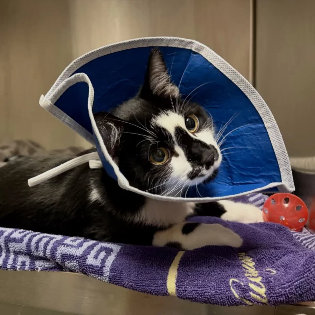 Do you think Phillip looks handsome in his cone? 😸

Five-month-old Phillip came to us from Chicago Animal Care and Control with a left femoral neck fracture—a serious break near the hip joint. We don’t know what caused it, but without treatment, he would’ve faced chronic pain and a lifelong limp. We’re so glad he made his way to us 💛—this sweetheart would roll around in his cage just to ask for chin scratches and pets.

Our shelter veterinarians performed surgery to remove and smooth the damaged portion of the joint. Now he’s recovering comfortably in foster and on track for a great outcome!

#TreeHouseCats @chianimalcareandcontrol #BoneFracture #BrokenLeg #Surgery #Cats