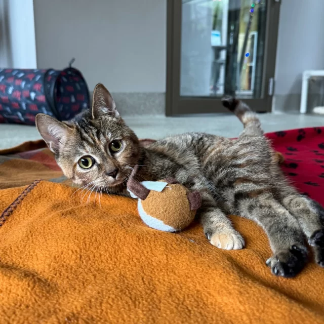 We’re heartbroken to share that Fink has passed 💔⁠
⁠
Fink was found just a few blocks from Tree House in spring 2024—an injured kitten who quickly showed us just how special she was. She had cerebellar hypoplasia (CH), and while some cats with CH are wobbly, Fink’s case was more severe. She couldn’t walk or see—but that never stopped her from connecting with the world around her in her own beautiful way.⁠
⁠
Over the past two years, Fink was deeply loved in her foster homes by people, cats, and dogs alike. She soaked up life through sound, taste, and touch—listening to film scores and live piano, sampling new treats, snuggling close, and playfully batting at her furry friends. She even humored us with an outfit or two 💕⁠
⁠
In her final chapter, Fink developed a progressive neurologic condition that brought increasing discomfort. When her episodes worsened, we made the compassionate decision to let her go peacefully.⁠
⁠
Fink was cherished every single day of her life, and that love will always be part of her story. Thank you to everyone who held her close—whether in person or from afar. 🌈