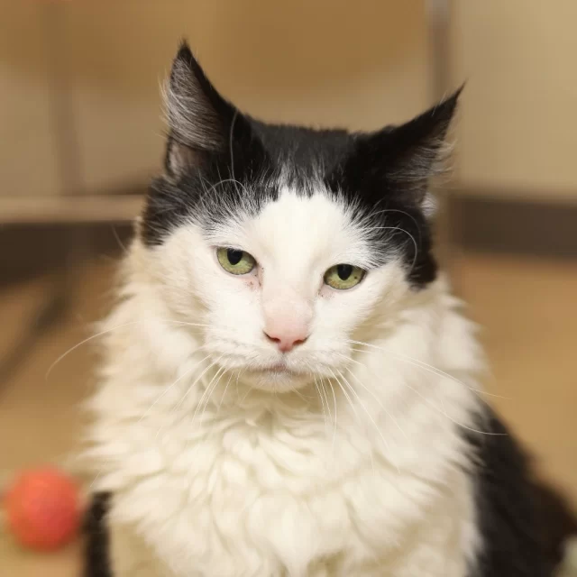 Meet MAXIMUS! 🐾 This sweet, laid-back 8-year-old is equal parts charm and chill—especially if you come bearing a Churu treat. 😋 Super social and affectionate, Maximus has quickly become a favorite with everyone he meets on our adoption floor.

Maximus loves making friends, but he’s also a consent-first kind of guy 💛 He prefers pets on his own terms and appreciates taking things slow as he builds trust—once you’re in his circle, you’re in. He’s available for Trial Adoption, so you can see how he settles into your home! Interested? Email adoption@treehouseanimals.org to learn more!

#TreeHouseCats #Adopt #Cats #TuxedoCats #Chicago