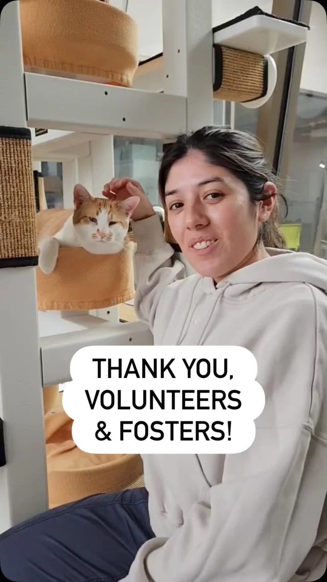 It’s Volunteer Appreciation Week, and #TeamTreeHouse is so grateful to work alongside our amazing volunteers and fosters in support of #TreeHouseCats. 🐾
#Cats #Volunteer #Foster Chicago
