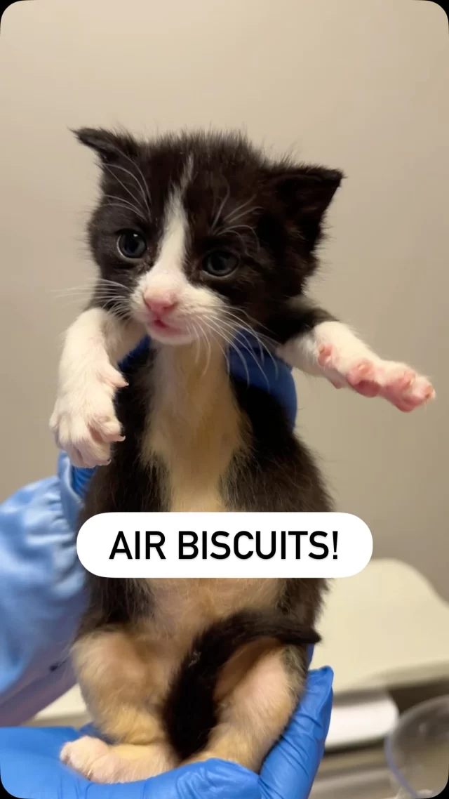 Got kitten fever? Yeah…same. 😼

We’re throwing a Kitten Shower on Sat. 5/9 to celebrate the tiniest arrivals—and make sure they have everything they need to grow big and strong.

👉🏼 RSVP or send a little love their way: treehouseanimals.org/2026KittenShower

#TreeHouseCats #KittenSeason #Kittens #Chicago #Biscuits